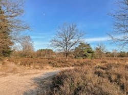 ZO 01/02/26 Wandeling door de Kesselse Heide en omgeving (� 12 km) 