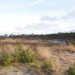 ZO 20/09/26 Wandelen in de Ossendrechtse Duinen (NL) (12 km) 